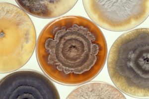 3 Reasons to Get a Mold Inspection